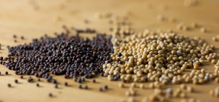 semente de mostarda benefícios