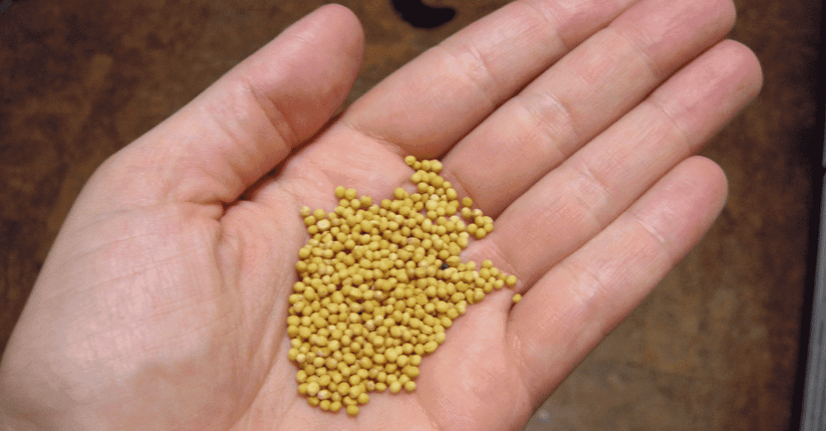 6 Benefícios da semente de mostarda