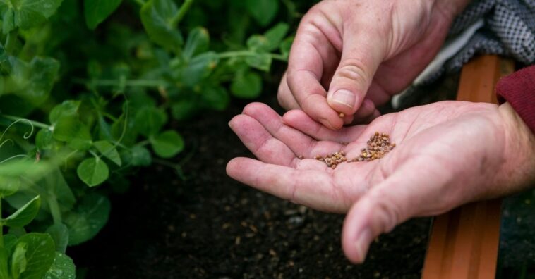 sementes recebidas sem pedido podem estar contaminadas