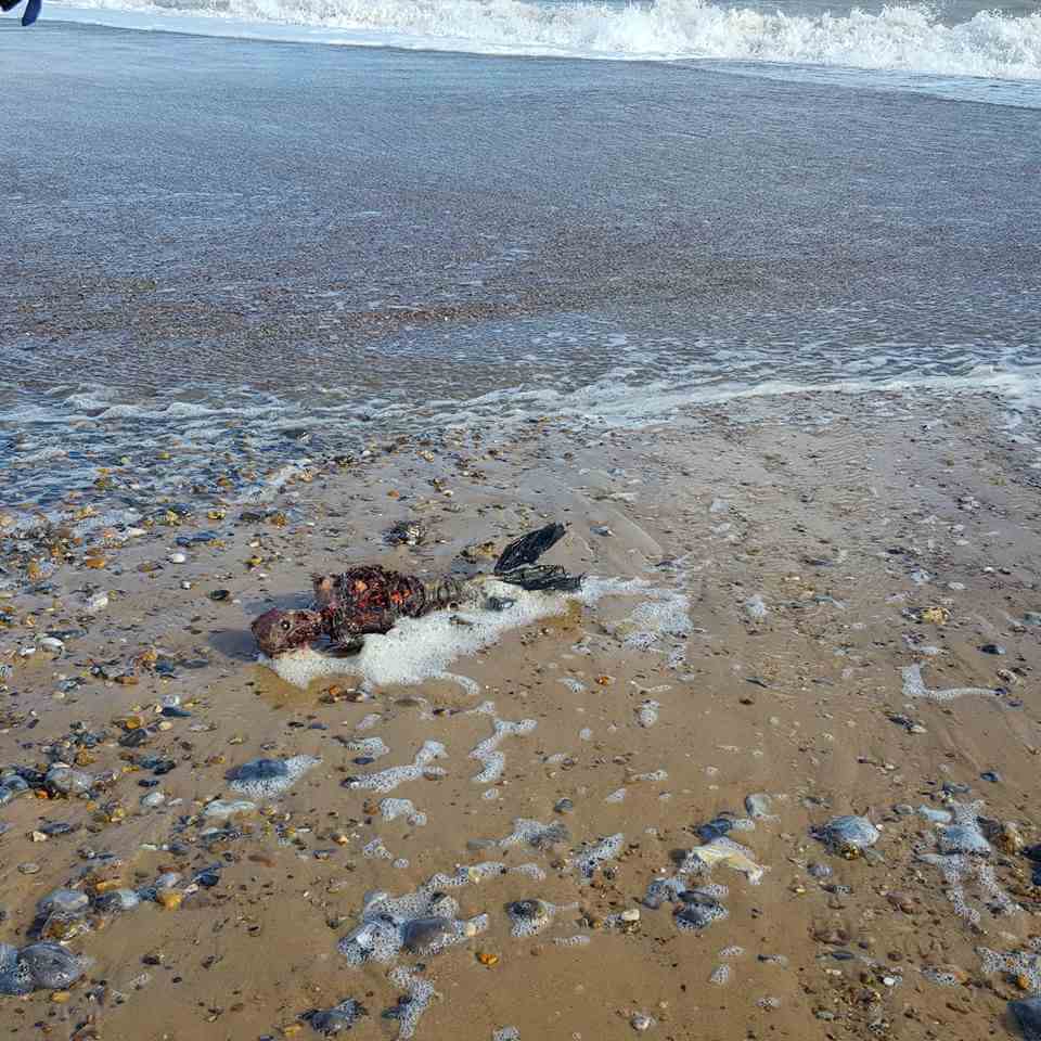 sereia-de-verdade-encontrada-2