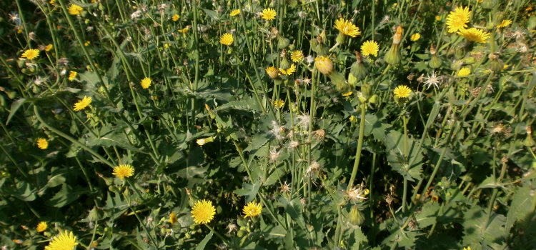 serralha benefícios para a saúde