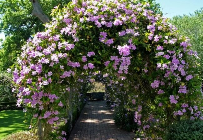 plantas para cerca viva sete-léguas