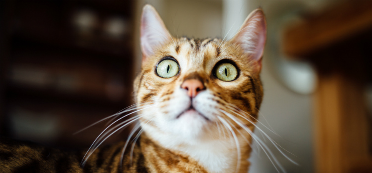 seu animal de estimação pode salvá-lo de envenenamento como