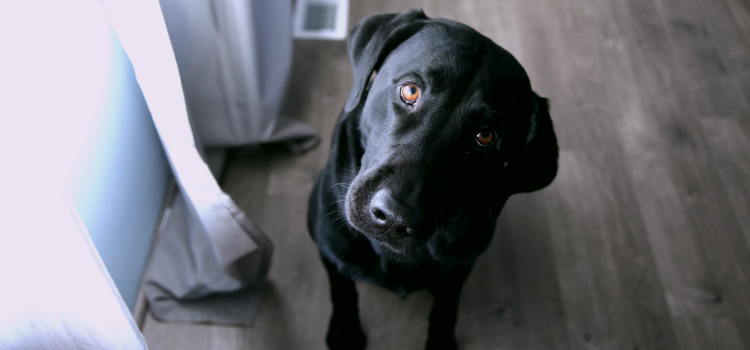 seu animal de estimação pode salvá-lo de envenenamento reação