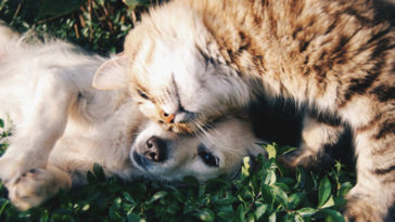 seu animal de estimação pode salvá-lo de envenenamento
