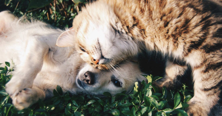seu animal de estimação pode salvá-lo de envenenamento