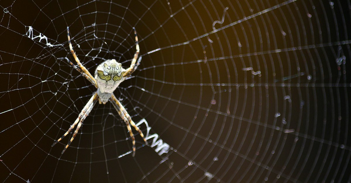 Sonhar Com Aranha - Descubra O Que Significa