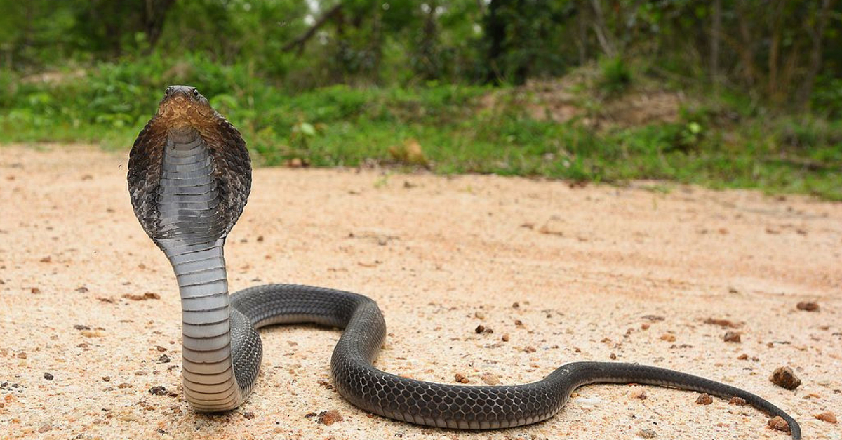 Sonhar com Cobra Preta: O que significa?