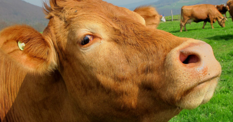O que significa sonhar com vaca: conheça as interpretações