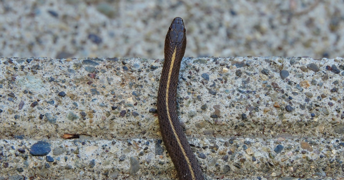 O que significa sonhar com cobra? Conheça as diferentes interpretações -  Rádio Itatiaia