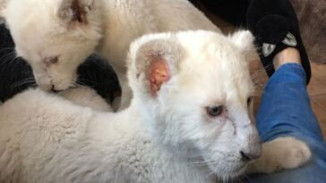 simba e nala pequenos