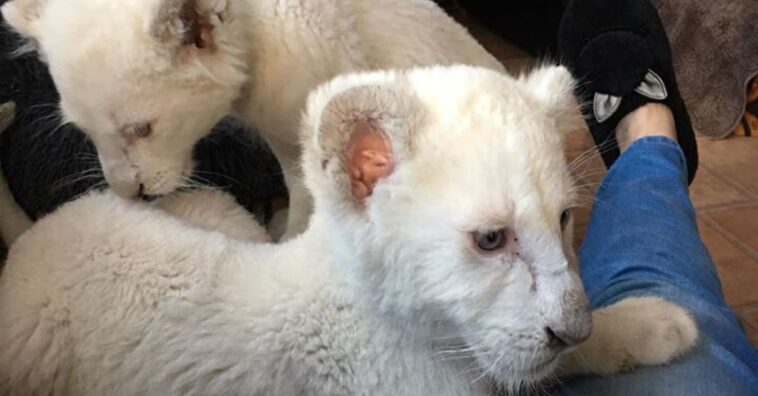 simba e nala pequenos