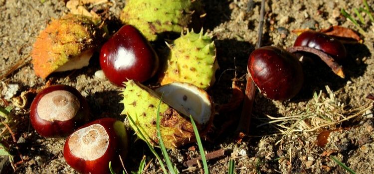 sobre usos da castanha-da-índia