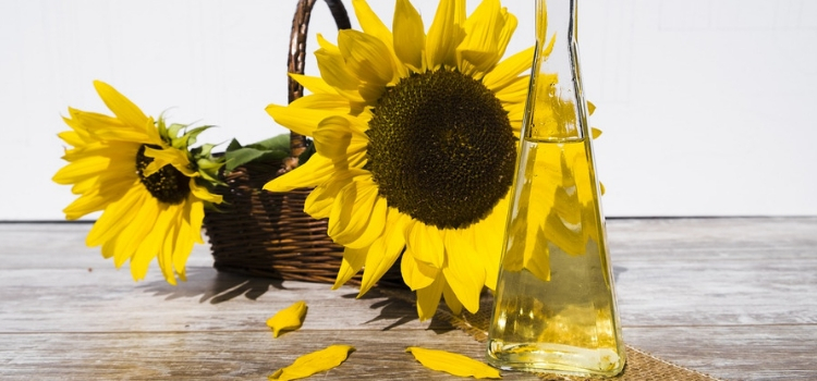 óleo de girassol