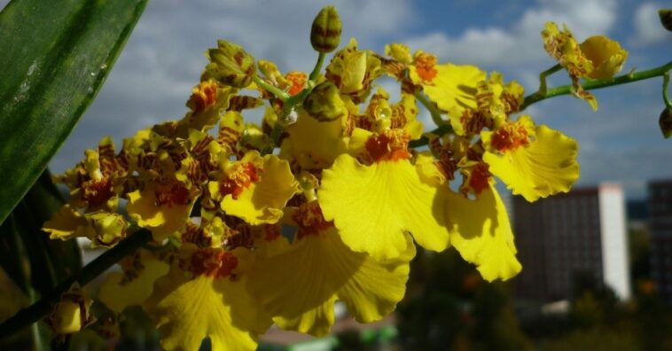 como cuidar de orquídea chuva de ouro