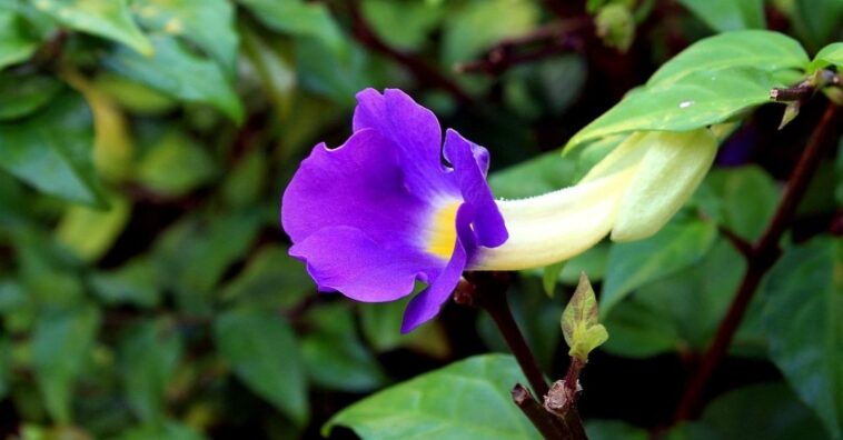 tumbérgia como cuidar