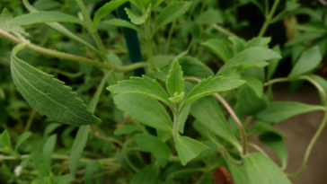 stevia