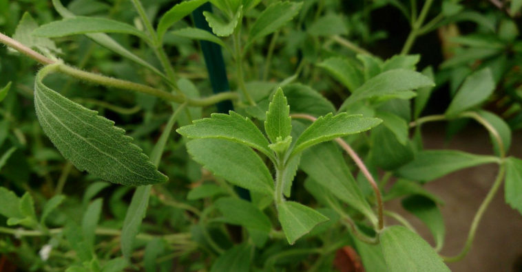 stevia