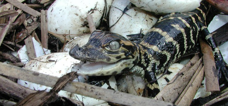 sonhar com jacaré filhote