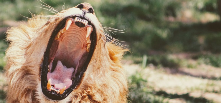 sonhar com leão atacando