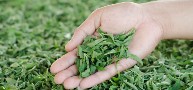 stevia para parar de fumar como usar