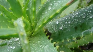 Babosa para gastrite