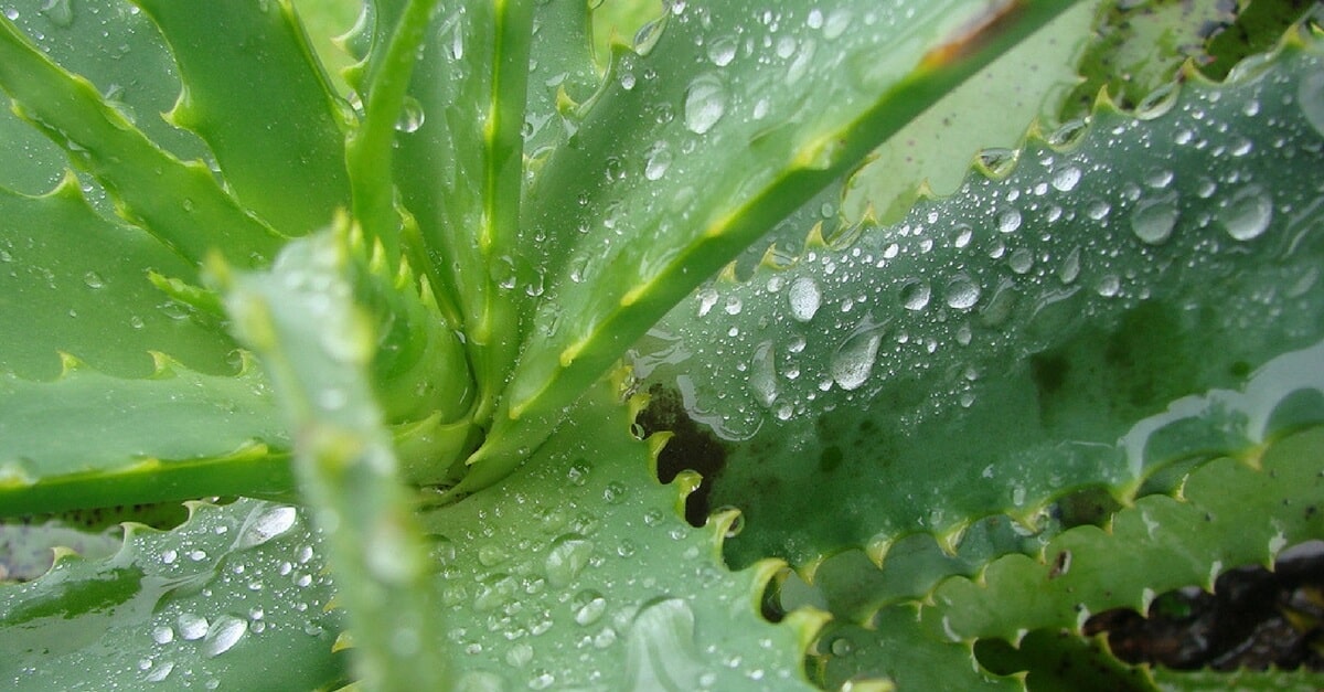 Babosa para gastrite