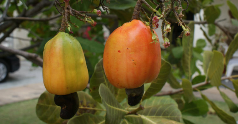 suco de caju receitas e benefícios