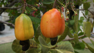 suco de caju receitas e benefícios