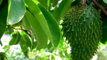 suco de graviola benefícios