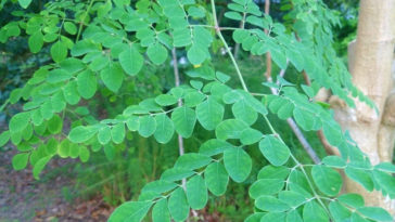 suco de moringa