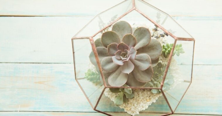 como colocar suculentas na parede