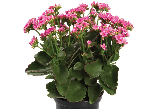 suculentas tipos kalanchoe