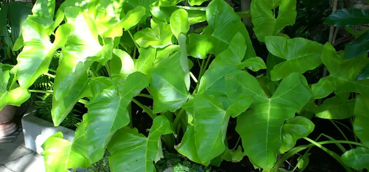 taioba benefícios para a saúde