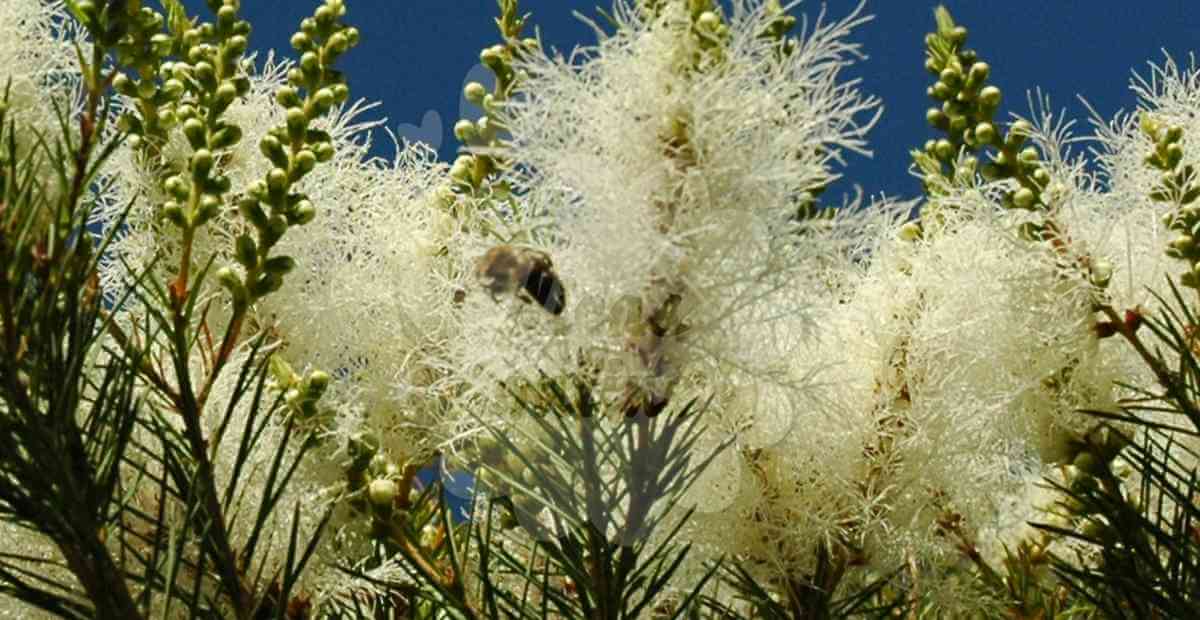 tea-tree-oleo-mofo-usos