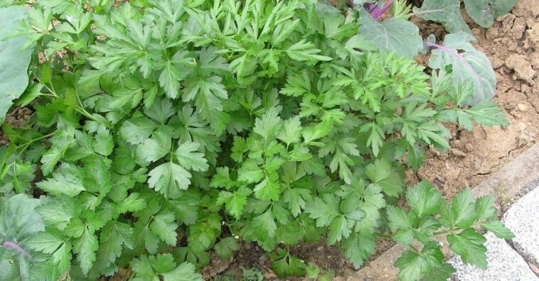 quais temperos plantar no mesmo vaso