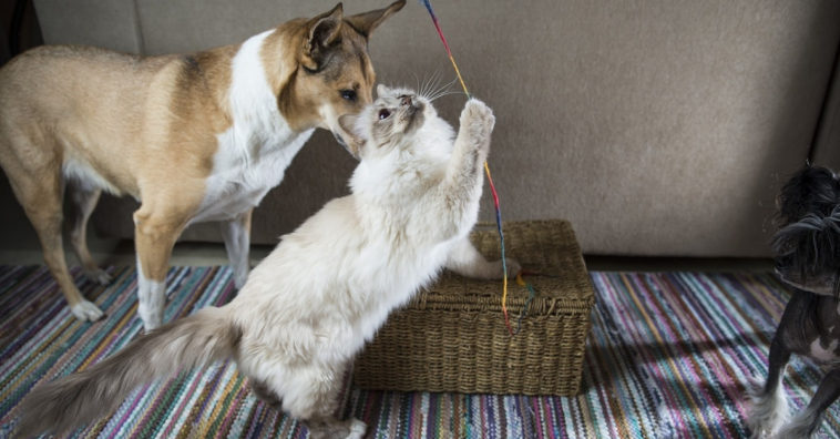 animais de estimação dentro de casa