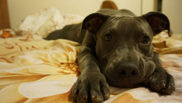 ter cachorro em apartamento