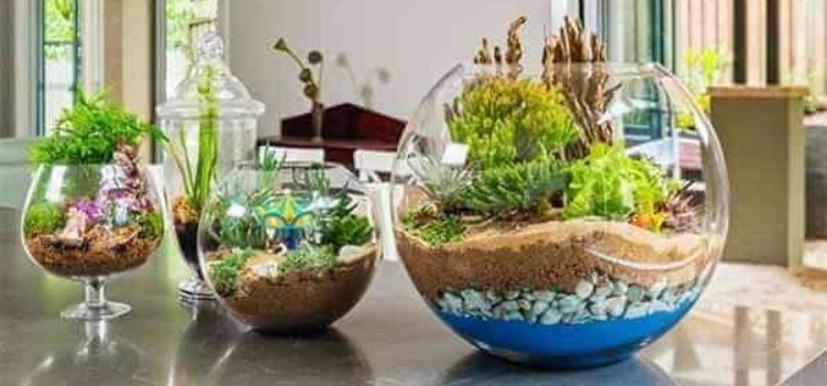 fazer terrário aberto