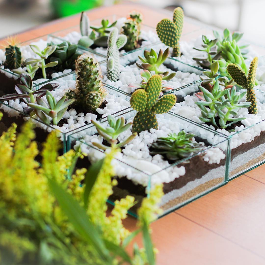 terrário de suculenta em vasinhos quadrados