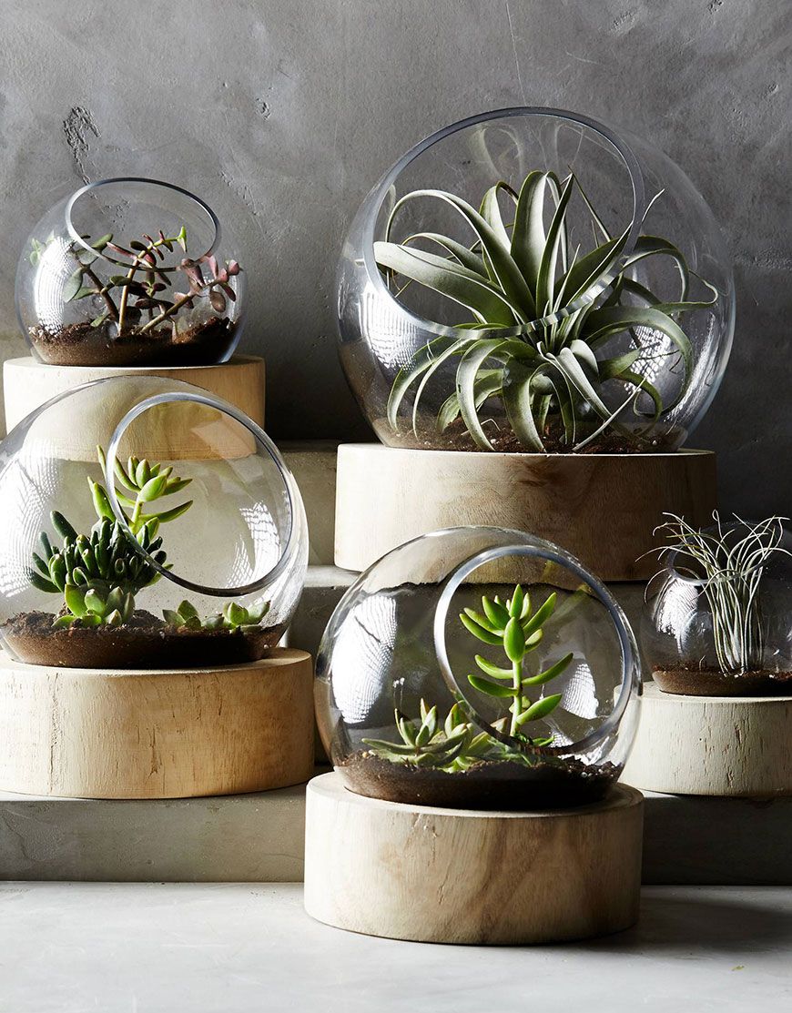 terrário de suculenta m conjunto