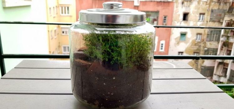 como fazer terrário fechado
