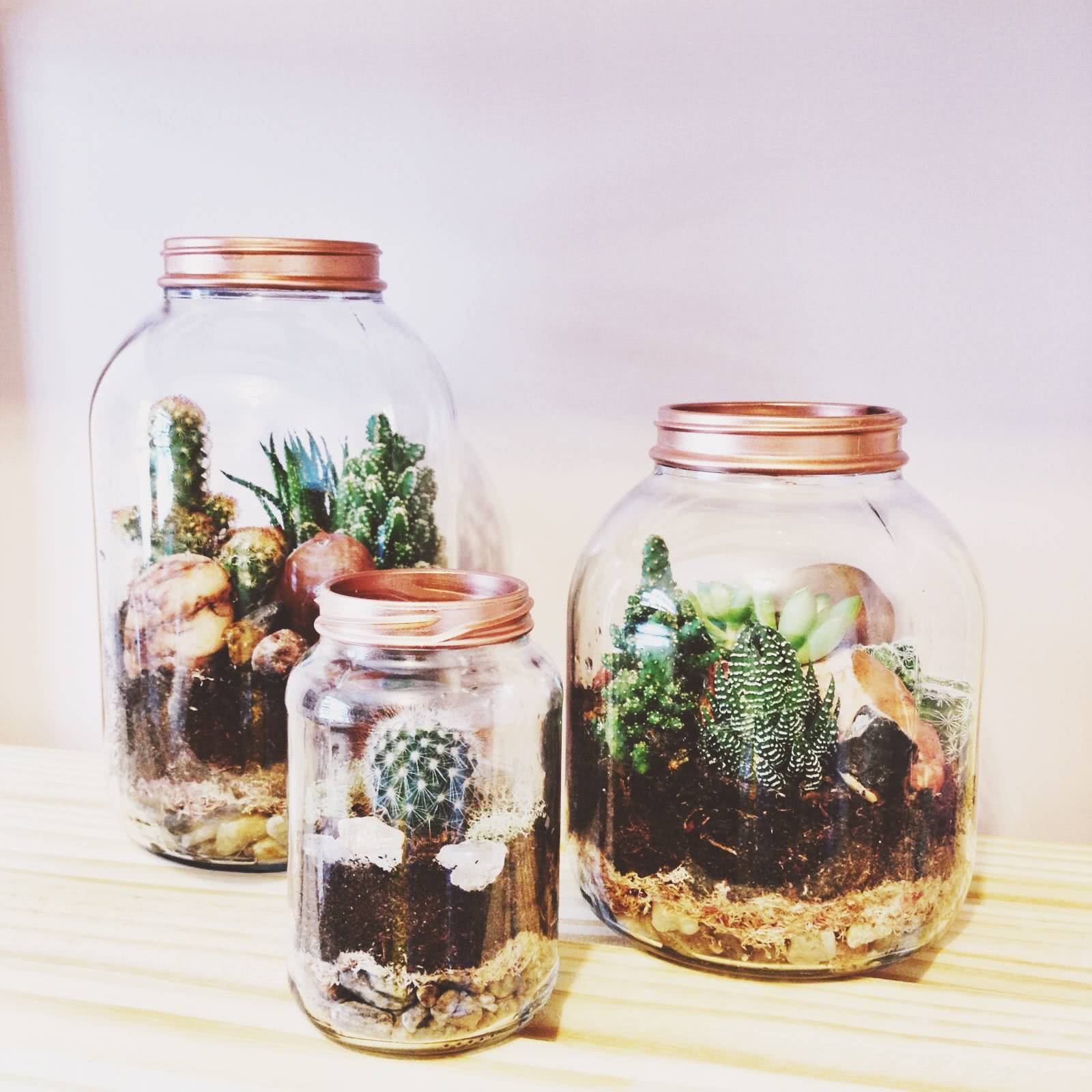 terrário de suculenta em conjunto depotes