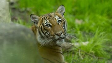 tigre com coronavirus