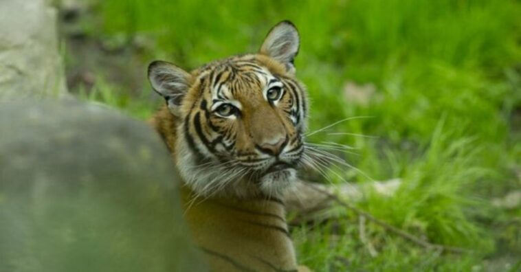 tigre com coronavirus