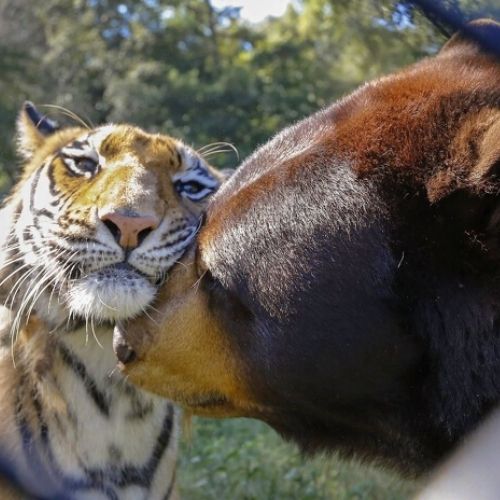tigre e urso são amigos