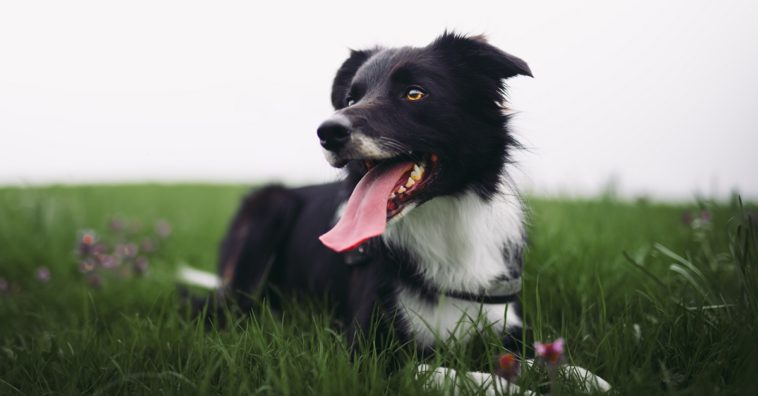 tipo de alimento para cães
