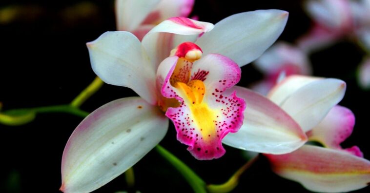 orquídeas raras