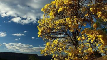 Árvore para calçada