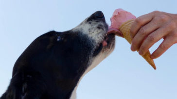 tipos de alimentos que cachorro não pode comer